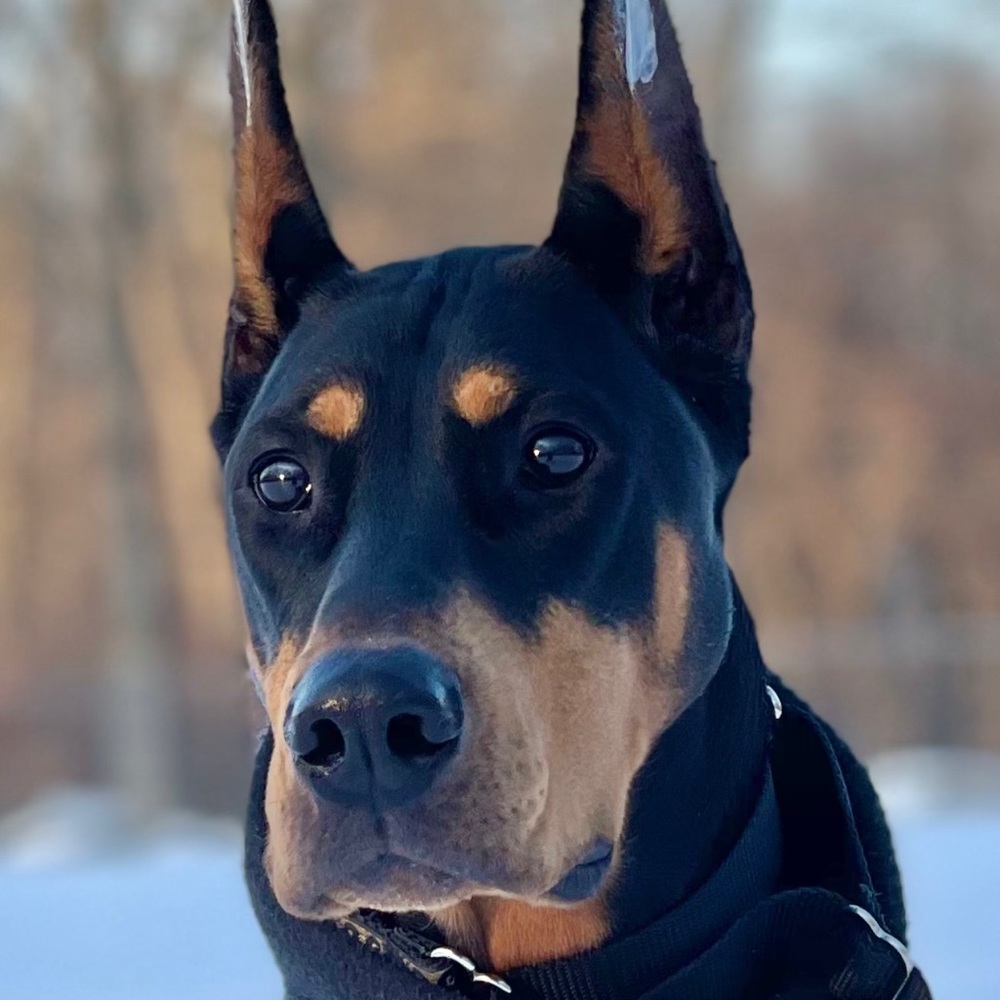 Meet your Posher, Karen